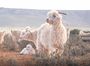 Support Traceability Sustainability Samil Angora Wool