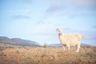 Ethical Mohair Farming Samil