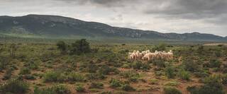 Samil Mohair Certifications South Africa